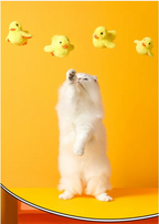 FlutterDuck Automatic Cat Toy